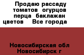 Продаю рассаду томатов, огурцов, перца, баклажан, цветов  - Все города  »    . Новосибирская обл.,Новосибирск г.